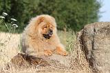 CHOW CHOW 008